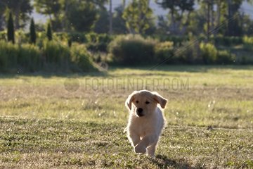 Golden retriever puppy running in a meadow France