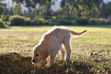 Golden retriever puppy smelling the ground France