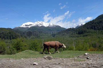 Hereford bull walking in the Andes - Argentina