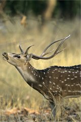 Axis deer Madhya Pradesh Bandhavgarh NP India