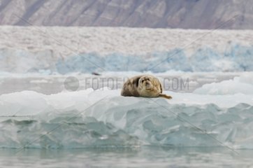 Bearded Seal on a floating pack of ice in front of a glacier