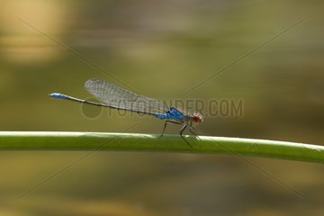 Agrion damsel in July Vaucluse Provence France