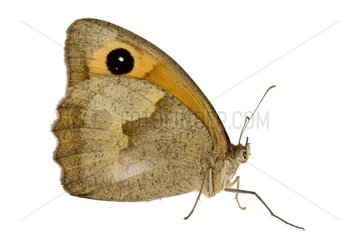 Meadow brown on white background