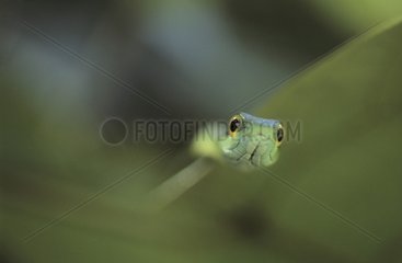 Head of a Parrot snake Panama