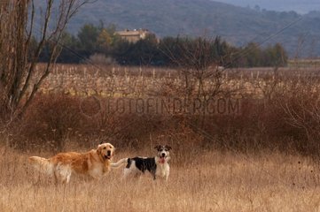 Golden retriever et chien berger France