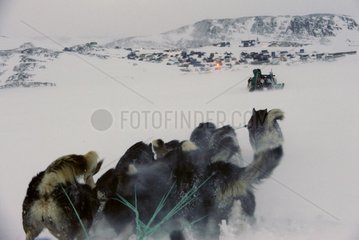 Coupler Dog sledding to Scoresbysund Greenland