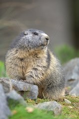 Alpine Marmot beobachtet Frankreich