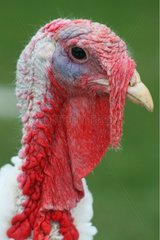 Portrait of a Turkey