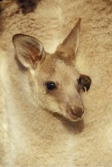 Young Eastern Grey Kangaroo in its mother pouch Australia