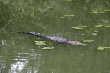Morelet's Crocodile in a swamp Belize