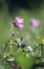 Mauve Wild flower in the middle of grasses