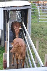 Cow treated against ticks New Caledonia