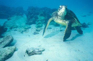 Green sea turtle swimming in sea bottom Galapagos