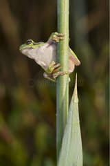 Tree frog on a stem Auried Natural Reserve Switzerland