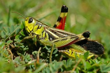 Multi-coloured locust male Montoiseau High chains of the Jura France