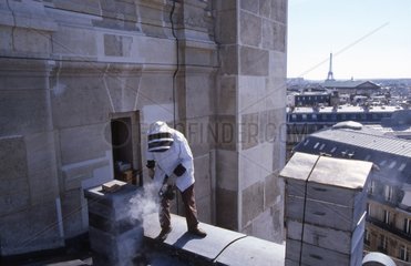 Imker prüft seine Bienenstöcke auf den Dächern von Paris
