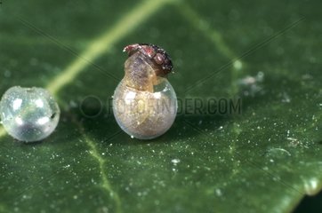 Two-tailed Pasha caterpillar hatching