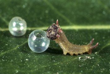 Two-tailed Pasha caterpillar hatching