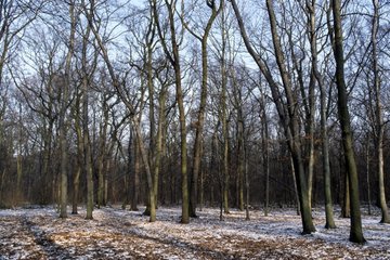 Bois de Vincennes in winter