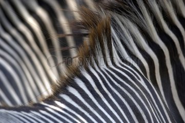 Haarschicht Zebras