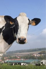Porträt einer Holstein -Kuh in der Wiese Lorraine Frankreich