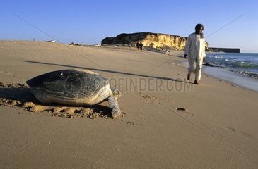 Grüne Schildkröte  die die Seeküste des Oman -Sultanats Oman wiedererlangt