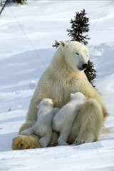 Weiblicher Eisbär mit ihren jungen Menschen im Schnee