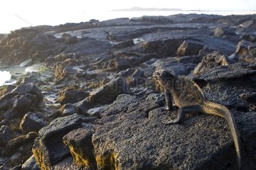 Galapagos Marine Iguana on the Isabela Island