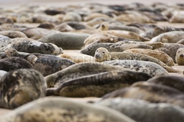 Gathering of Grey Seals on a beach England