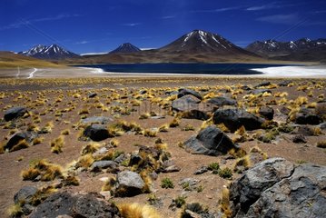 Laguna Miscanti Paso de Sico Atacama Chili