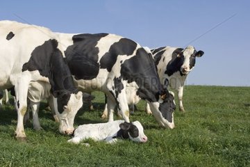 Attroupement de Prim'Holstein autour d'un nouveau-né