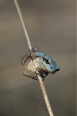 Tree Frog juvenile blue in the Var