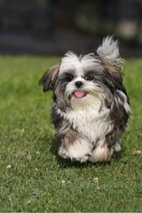 Shih Tzu Puppy running on a lawn in summer in the Var
