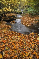 Autumn leaves in a river gorges of the Allier France