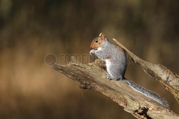 Grey squirrel eating on a dead branch Great Britain