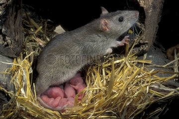 Rate Surmulot und seine 15 -Tage -Ratten in Nest Frankreich