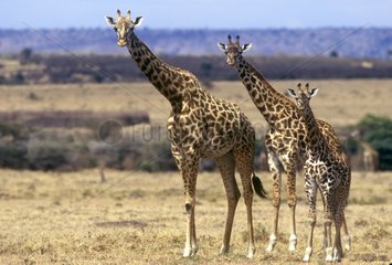 Giraffes in the Masaï Mara savanna Kenya