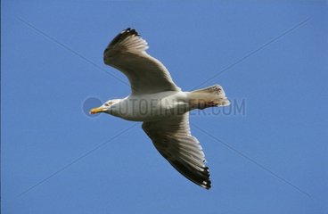 Herring Gull in flight in spring Normandy France