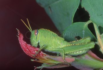 Nymph of Egyptian locust on a leaf