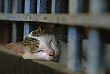 Katze schlÃ¤ft unter einer blauen Barriere Siem Reap Kambodscha