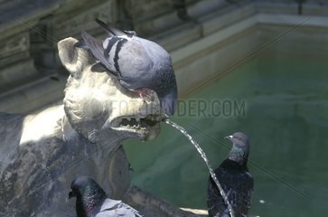 Pigeons domestiques buvant à une fontaine à Sienne Italie