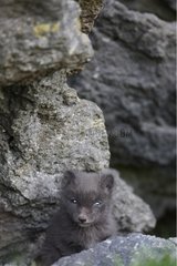 Arctic fox cub near the burrow Western fjord Iceland