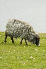 Lamb grazing Shetland Scotland