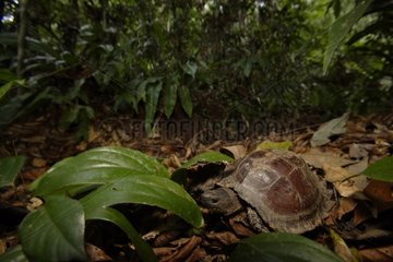 Tortoise Gunung Leuser National Park Sumatra