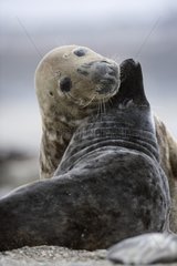 Courtship behaviour of Grey seals Helgoland Germany
