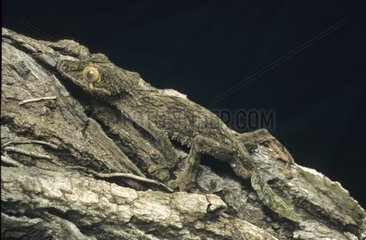 Gecko écorce immobile et mimétique sur une branche