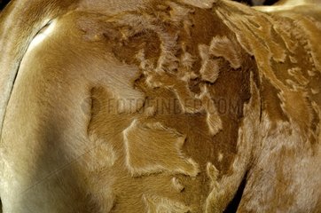 Detail coat of the croup of a Limousine cow Corrèze France