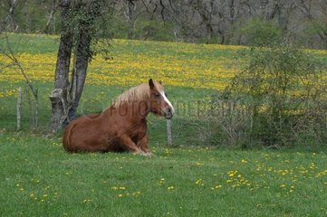 Pferd aus der Bretagne