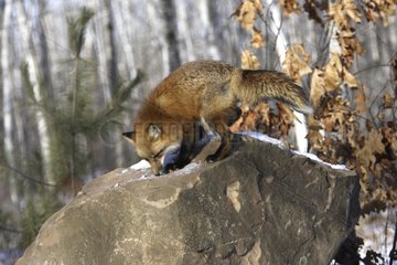 Red fox on a rock in the United States