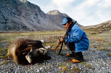 Moschusfleischjagd in Sydkap Grönland